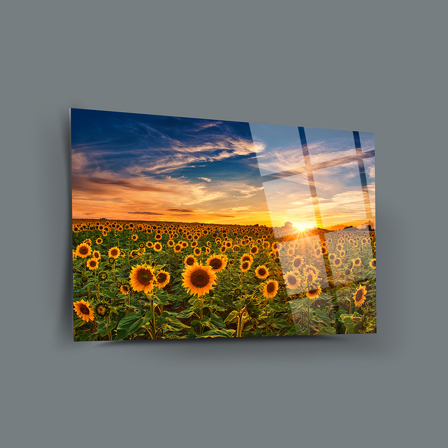 Günbatımı Ayçiçekleri Cam Tablo, 4 mm kalınlığında temperli cam, dayanıklı UV baskı ile özel tasarım.