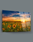 Günbatımı Ayçiçekleri Cam Tablo, 4 mm kalınlığında temperli cam, dayanıklı UV baskı ile özel tasarım.