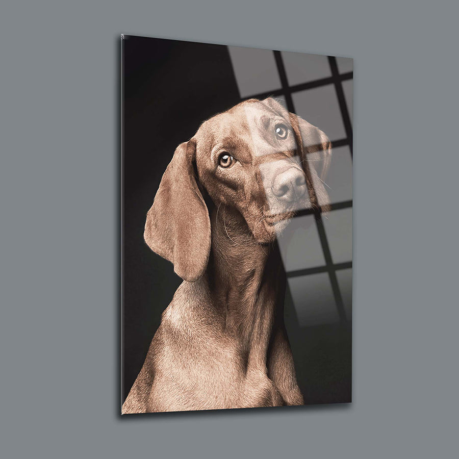 Mahzun Köpek Cam Tablo, yüksek kaliteli UV baskı ile tasarlanmış modern tasarım, 4 mm kalınlığında tamper edilmiş cam.