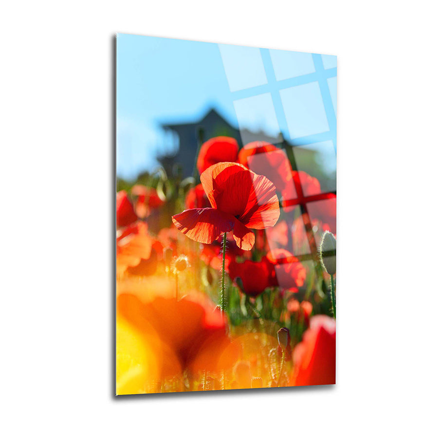 Poppy Flower Glass Painting